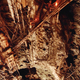 Illustration for article titled Amazing photos of death-defying birds' nest hunters in Thailand